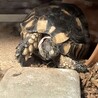 実はリクガメも飼っています♡