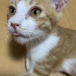 むぎくん