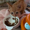 食いしん坊さんの勇気くん サムネイル2