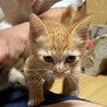 バケツから救出されたサンくん サムネイル2