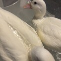 コールダック