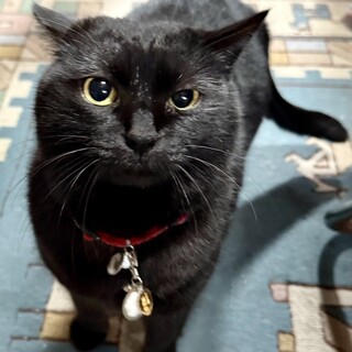 可愛い黒猫　クロちゃん