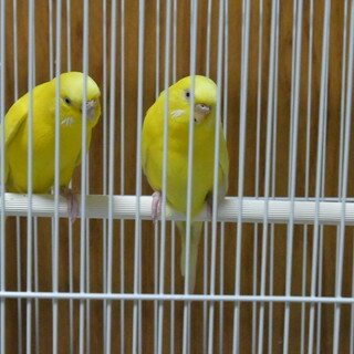 保護セキセイインコ黄色2羽