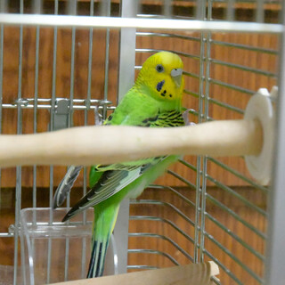 保護セキセイインコ黄緑1羽