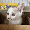 好奇心旺盛！三毛猫！（兄弟2〜3匹で譲渡の方優先） サムネイル2