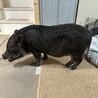 人が大好き、3歳のマイクロブタ サムネイル2