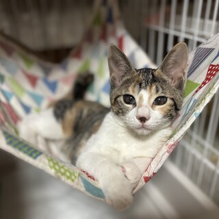 ちょっぴりお間抜け顔の可愛い三毛猫❤️