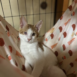 ふにゃふにゃでされるがままの茶白