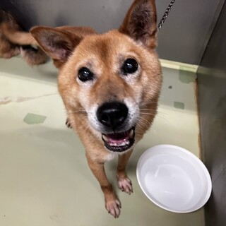 和犬風ミックスの【心晴（こはる）】くん