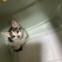 (急募)生後1.5~2ヶ月の男の子????