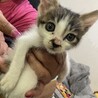 (急募)生後1.5~2ヶ月の男の子???? サムネイル2