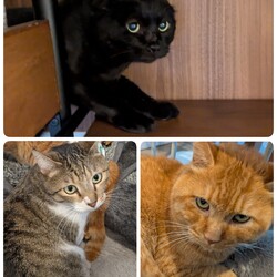 3匹の医療について