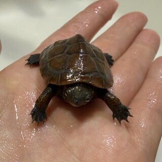 クサガメの赤ちゃん（ゼニガメ）