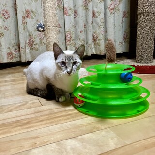 可愛らしい　アノちゃん
