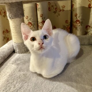 オッドアイのアイラちゃん