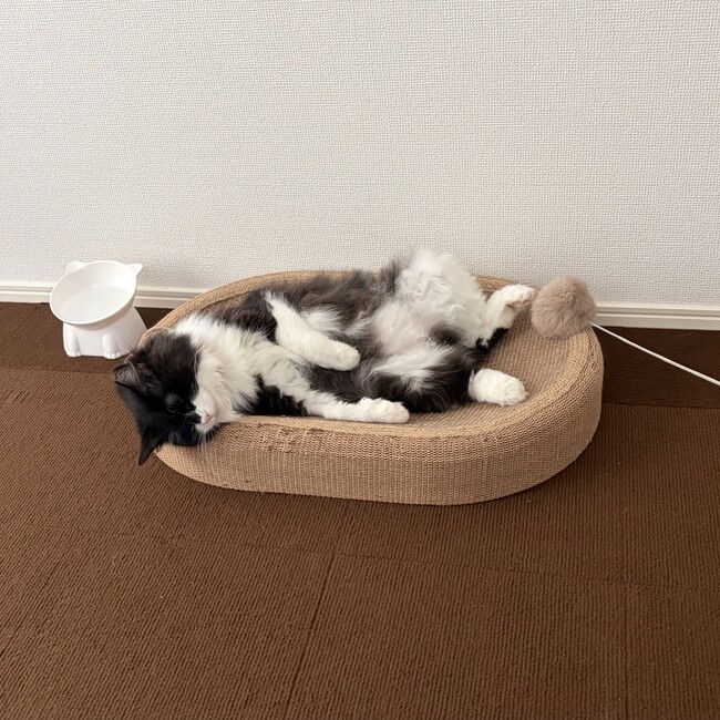 ぽにヨのカバー写真