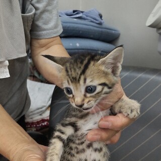 キジトラ子ちゃん生後約1ヶ月半