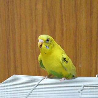 保護セキセイインコ黄色1羽