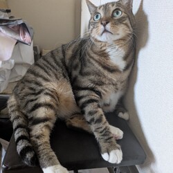 「千葉県大雨被害、御見舞い申し上げます」サムネイル3