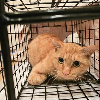助けて下さい❗障害あり