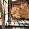 助けて下さい❗障害あり サムネイル2