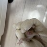 デグー赤ちゃん 令和8年8月5日生まれ  サムネイル5