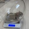 デグー赤ちゃん 令和8年8月5日生まれ  サムネイル4