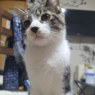 サバトラの男の子