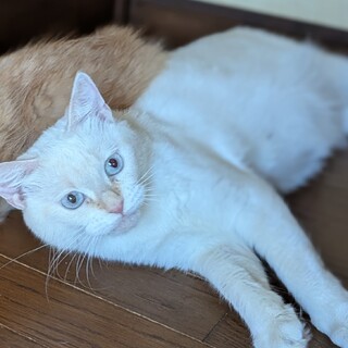 生涯大切にしてくださる方★おっとりマンチカン長足