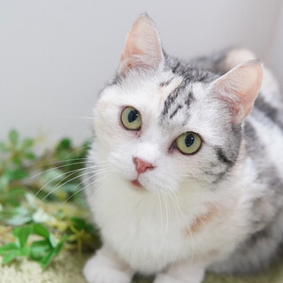 生涯大切にしてくださる方★天然系マンチカン長足