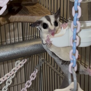 フクロモモンガ　プラチナ　1才　メス