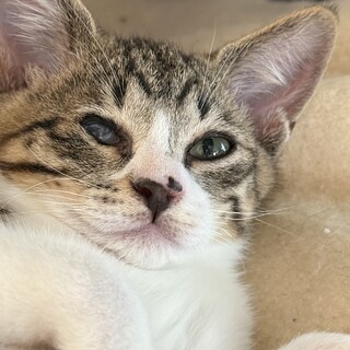 犬同居OK！性格花丸ひかる君