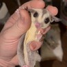 フクロモモンガ　プラチナ　1才　メス サムネイル2