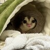 フクロモモンガ　プラチナ　1才　メス サムネイル3