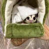 フクロモモンガ　プラチナ　1才　メス サムネイル4
