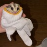 フクロモモンガ　プラチナ　1才　メス サムネイル5