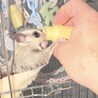 フクロモモンガ　プラチナ　1才　メス サムネイル6
