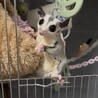 フクロモモンガ　プラチナ　1才　メス サムネイル7