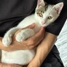 白三毛の男の子 サムネイル2