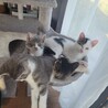 白三毛の男の子 サムネイル4