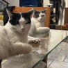 mi_mochi