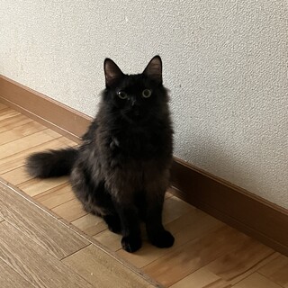 長毛のパンプキンくん