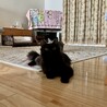 トライアル予定★長毛のパンプキンくん サムネイル2