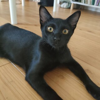 黒猫　ロロくん