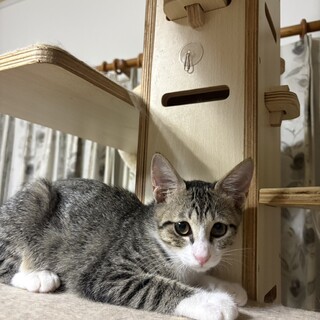グレー雉白まるっこいボミちゃん
