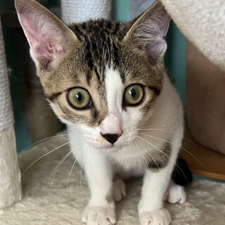 トライアル予定★甘えん坊さん　コガネくん 