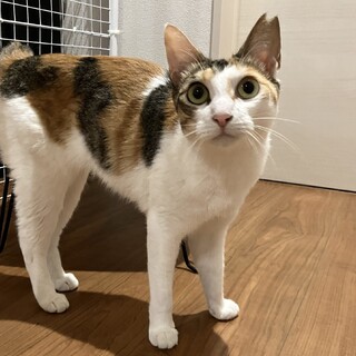 猫よりも、甘えさせてくれる人が大好き????
