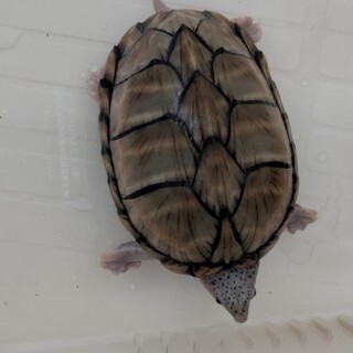 カブトニオイガメの里親募集