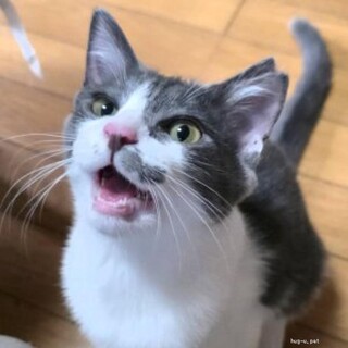 ゆっくりでいいよ♡ 心を開くと甘えん坊のがぶちゃん
