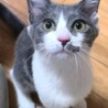 ゆっくりでいいよ♡ 心を開くと甘えん坊のがぶちゃん